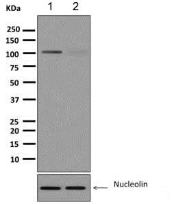 Western blot - Anti-Nucleolin (phospho T76) antibody [EPR8080-2] - BSA and Azide free (AB249459), expandable thumbnail