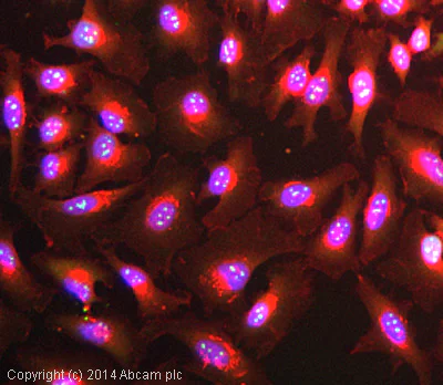 Immunocytochemistry - Anti-Nucleophosmin antibody [3A9F1] (AB86712)