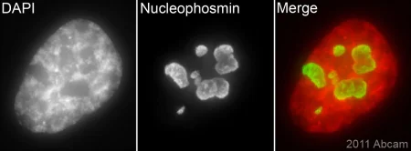 Immunocytochemistry - Anti-Nucleophosmin antibody [3A9F1] (AB86712)