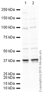 Western blot - Anti-Nucleophosmin antibody [3A9F1] (AB86712)