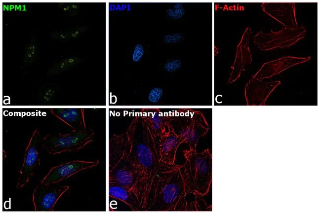 Immunocytochemistry/ Immunofluorescence - Anti-Nucleophosmin antibody (AB15440)