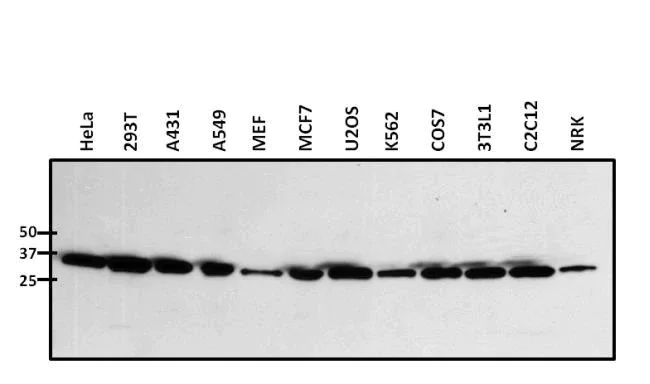 Western blot - Anti-Nucleophosmin antibody (AB15440)