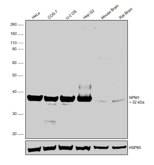 Western blot - Anti-Nucleophosmin antibody (AB15440)