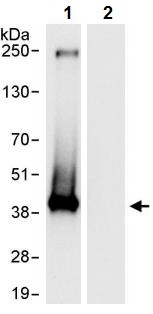 Immunoprecipitation - Anti-Nucleophosmin antibody (AB245326)