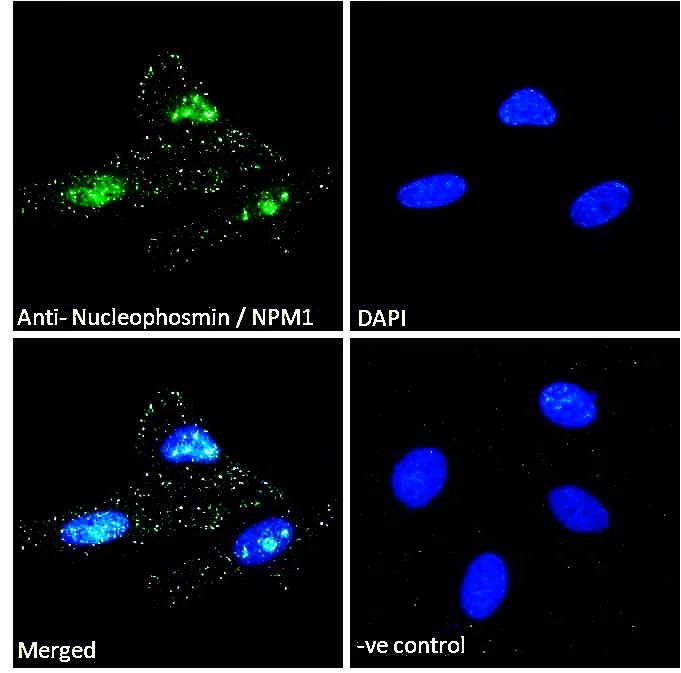Immunocytochemistry/ Immunofluorescence - Anti-Nucleophosmin antibody (AB31319)