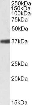 Western blot - Anti-Nucleophosmin antibody (AB31319)