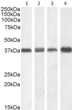 Western blot - Anti-Nucleophosmin antibody (AB31319)