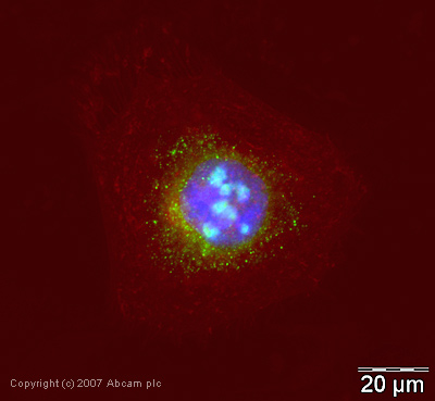Immunocytochemistry/ Immunofluorescence - Anti-Nucleophosmin antibody (AB37659)