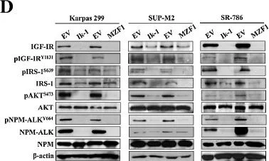 Western blot - Anti-Nucleophosmin antibody [EP1848Y] (AB52644)