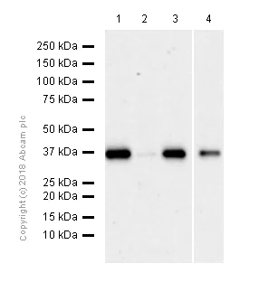 Western blot - Anti-Nucleophosmin antibody [EP1848Y] (AB52644)