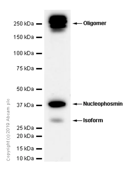 Western blot - Anti-Nucleophosmin antibody [EP1848Y] (AB52644)