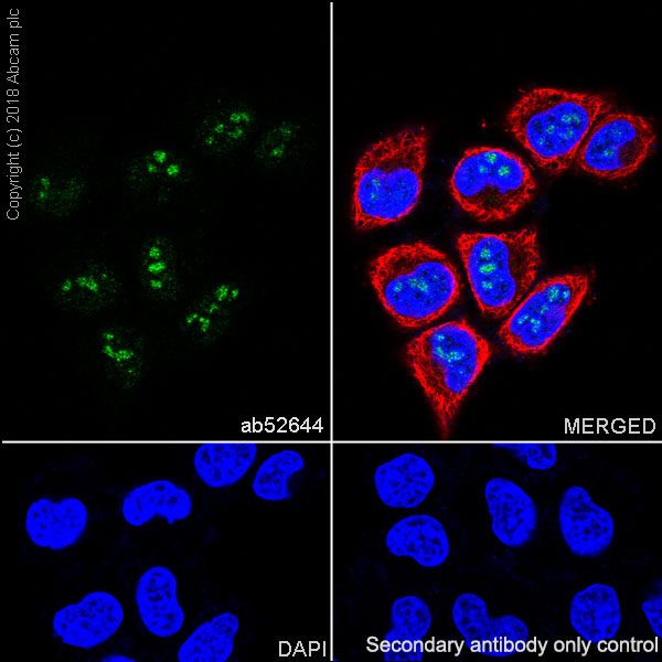 Immunocytochemistry/ Immunofluorescence - Anti-Nucleophosmin antibody [EP1848Y] - BSA and Azide free (AB239847)
