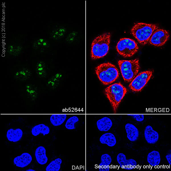 Immunocytochemistry/ Immunofluorescence - Anti-Nucleophosmin antibody [EP1848Y] - BSA and Azide free (AB239847)