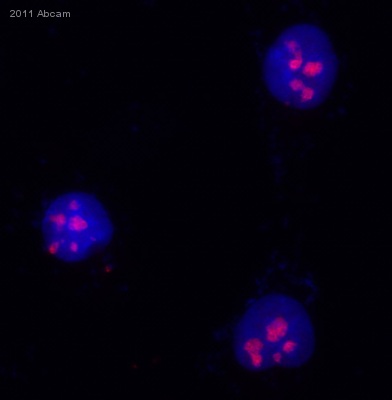 Immunocytochemistry/ Immunofluorescence - Anti-Nucleophosmin antibody [FC82291] (ab10530), expandable thumbnail