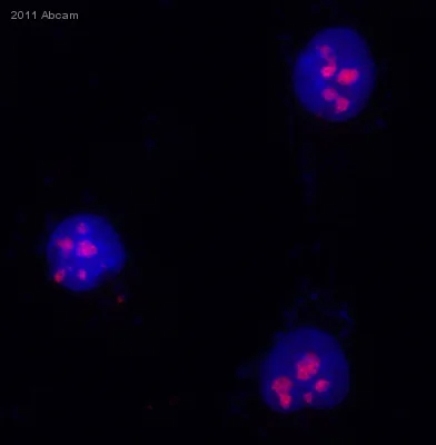 Immunocytochemistry/ Immunofluorescence - Anti-Nucleophosmin antibody [FC82291] (AB10530)