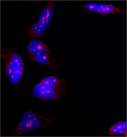 Immunocytochemistry/ Immunofluorescence - Anti-Nucleophosmin antibody [FC82291] (AB10530), expandable thumbnail