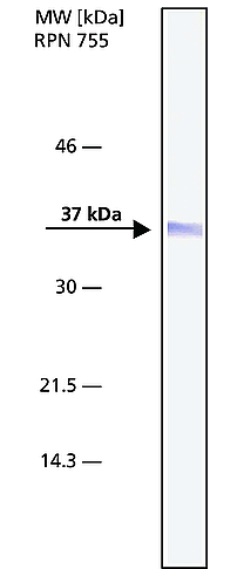 Western blot - Anti-Nucleophosmin antibody [FC82291] (AB10530), expandable thumbnail