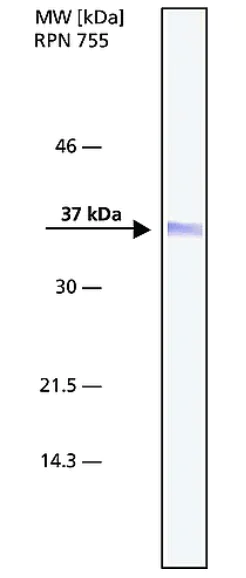Western blot - Anti-Nucleophosmin antibody [FC82291] (AB10530)
