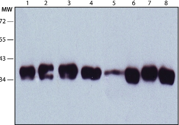 Western blot - Anti-Nucleophosmin antibody [FC82291] (AB10530), expandable thumbnail