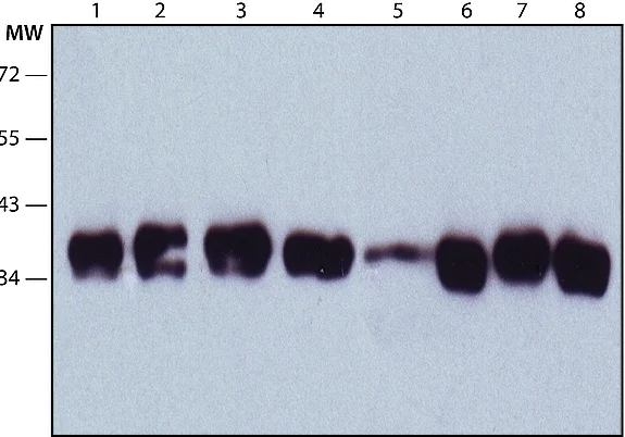 Western blot - Anti-Nucleophosmin antibody [FC82291] (AB10530)