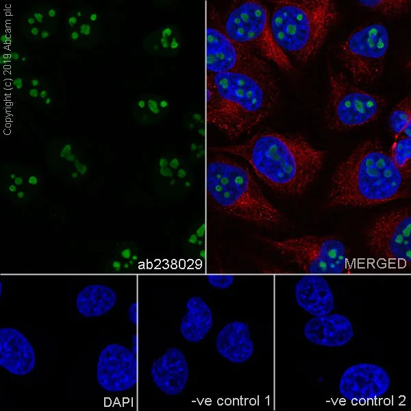 Immunocytochemistry/ Immunofluorescence - Anti-Nucleophosmin antibody [NA24] (BSA and Azide free) (AB256124)