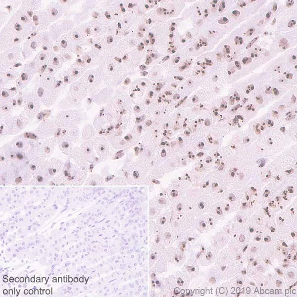 Immunohistochemistry (Formalin/PFA-fixed paraffin-embedded sections) - Anti-Nucleophosmin antibody [NA24] (BSA and Azide free) (AB256124)