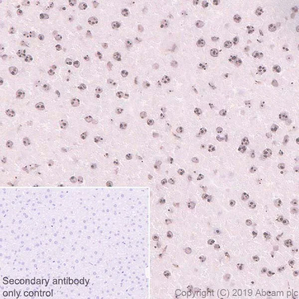 Immunohistochemistry (Formalin/PFA-fixed paraffin-embedded sections) - Anti-Nucleophosmin antibody [NA24] (BSA and Azide free) (AB256124)