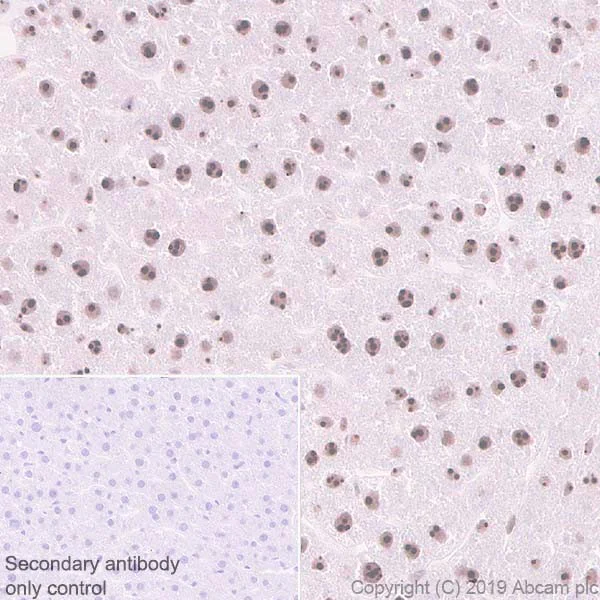 Immunohistochemistry (Formalin/PFA-fixed paraffin-embedded sections) - Anti-Nucleophosmin antibody [NA24] (BSA and Azide free) (AB256124)