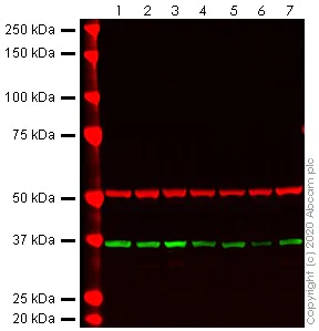 Western blot - Anti-Nucleophosmin antibody [NA24] (N-terminal) (AB238029)