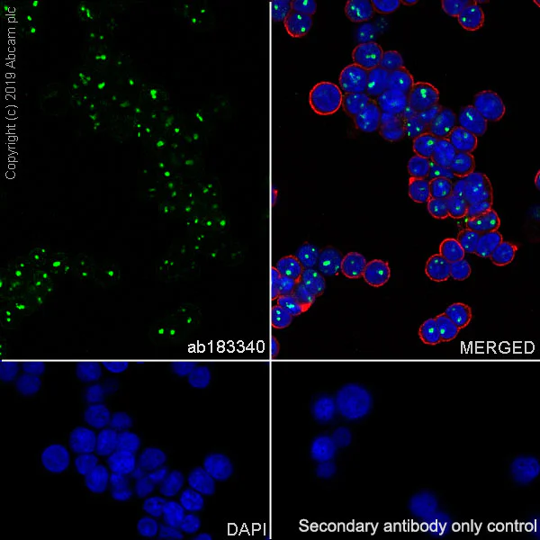 Immunocytochemistry/ Immunofluorescence - Anti-Nucleophosmin antibody [SP236] (AB183340)