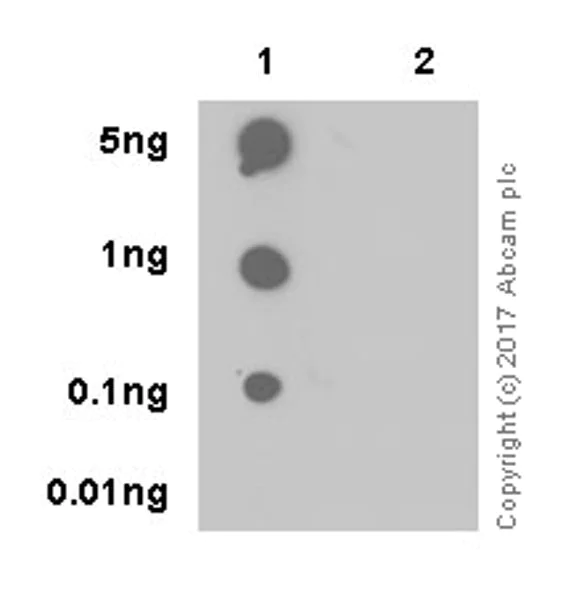 Dot Blot - Anti-Nucleophosmin (citrulline R196) antibody [EPR20172] (AB208015)