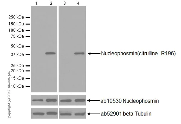 Western blot - Anti-Nucleophosmin (citrulline R196) antibody [EPR20172] (AB208015)
