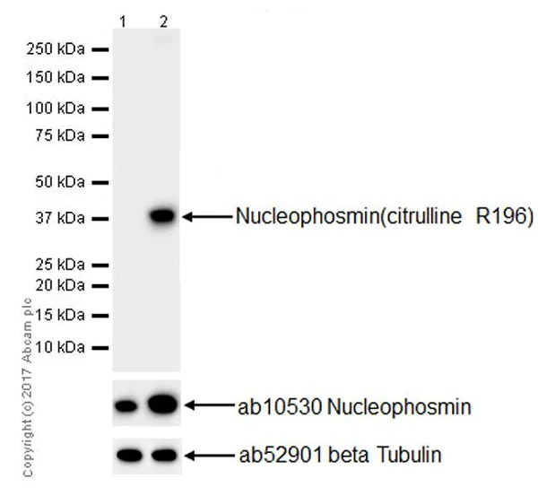 Western blot - Anti-Nucleophosmin (citrulline R196) antibody [EPR20172] (AB208015)