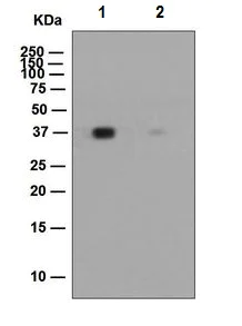 Western blot - Anti-Nucleophosmin (phospho S125) antibody [EPR1856] - BSA and Azide free (AB247905)