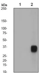 Western blot - Anti-Nucleophosmin (phospho T199) antibody [EP1857Y] (AB81551)