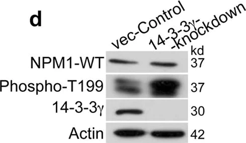 Western blot - Anti-Nucleophosmin (phospho T199) antibody [EP1857Y] (AB81551)