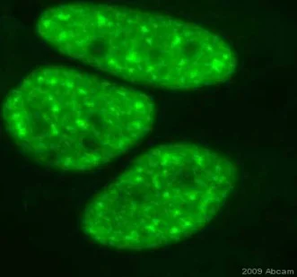 Immunocytochemistry/ Immunofluorescence - Anti-Nucleophosmin (phospho T199) antibody [EP1857Y] - BSA and Azide free (AB208698)
