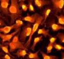 Immunocytochemistry/ Immunofluorescence - Anti-Nucleophosmin (phospho T199) antibody [EP1857Y] - BSA and Azide free (AB208698), expandable thumbnail