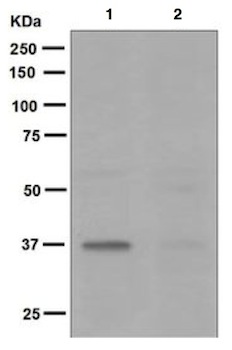 Western blot - Anti-Nucleophosmin (phospho T95) antibody [EPNCIR117] (AB133453)