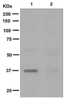 Western blot - Anti-Nucleophosmin (phospho T95) antibody [EPNCIR117] - BSA and Azide free (AB248502)