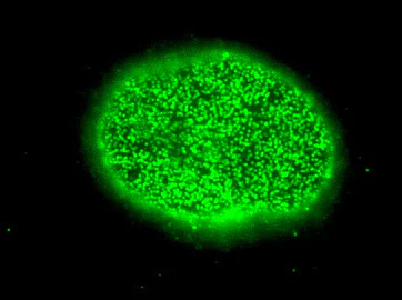 Immunocytochemistry/ Immunofluorescence - Anti-Nucleoporin p62/NUP62 antibody [2A] (AB188413)