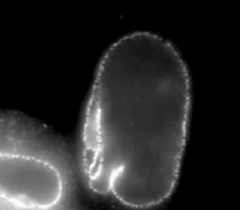 Immunocytochemistry/ Immunofluorescence - Anti-Nucleoporin p62/NUP62 antibody [2A] (AB188413), expandable thumbnail