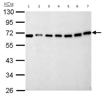 Western blot - Anti-Nucleoporin p62/NUP62 antibody (AB96134), expandable thumbnail