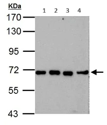 Western blot - Anti-Nucleoporin p62/NUP62 antibody (AB96134)