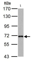 Western blot - Anti-Nucleoporin p62/NUP62 antibody (AB96134)