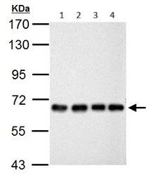 Western blot - Anti-Nucleoporin p62/NUP62 antibody (AB96134)
