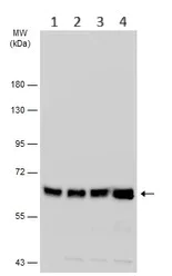 Western blot - Anti-Nucleoporin p62/NUP62 antibody (AB96134)