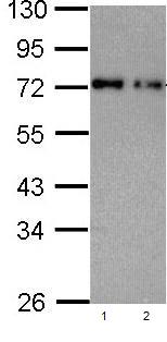 Western blot - Anti-Nucleoporin p62/NUP62 antibody (AB96134), expandable thumbnail