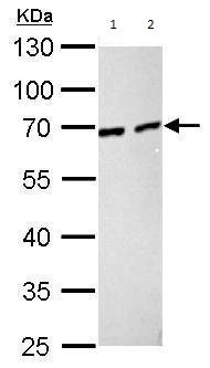 Western blot - Anti-Nucleoporin p62/NUP62 antibody (AB96134), expandable thumbnail