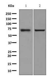Western blot - Anti-Nucleoporin p62/NUP62 antibody [EPR9919] - BSA and Azide free (AB248931)